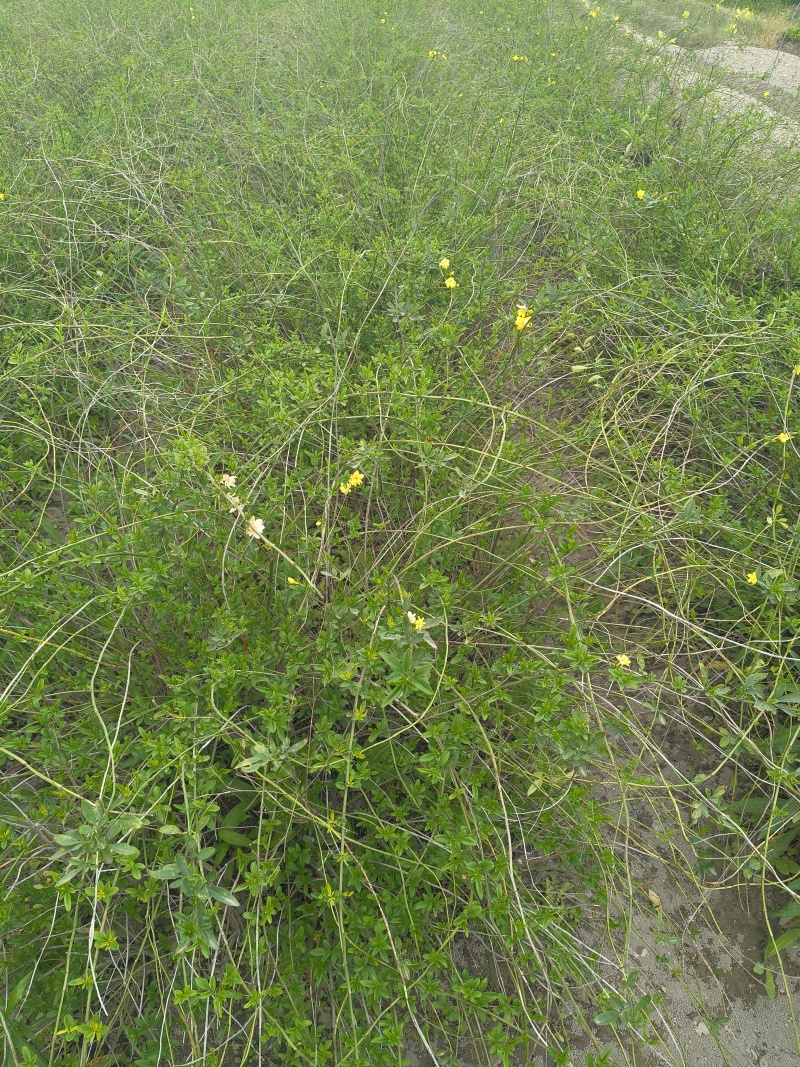 黄馨小毛球高度80一1m，基地有量，欢迎来一亩田订购。