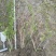 黄馨小毛球高度80一1m，基地有量，欢迎来一亩田订购。