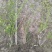 黄馨小毛球高度80一1m，基地有量，欢迎来一亩田订购。