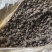 猫爪草2025年新鲜猫爪草上市了水洗哂干无泥土
