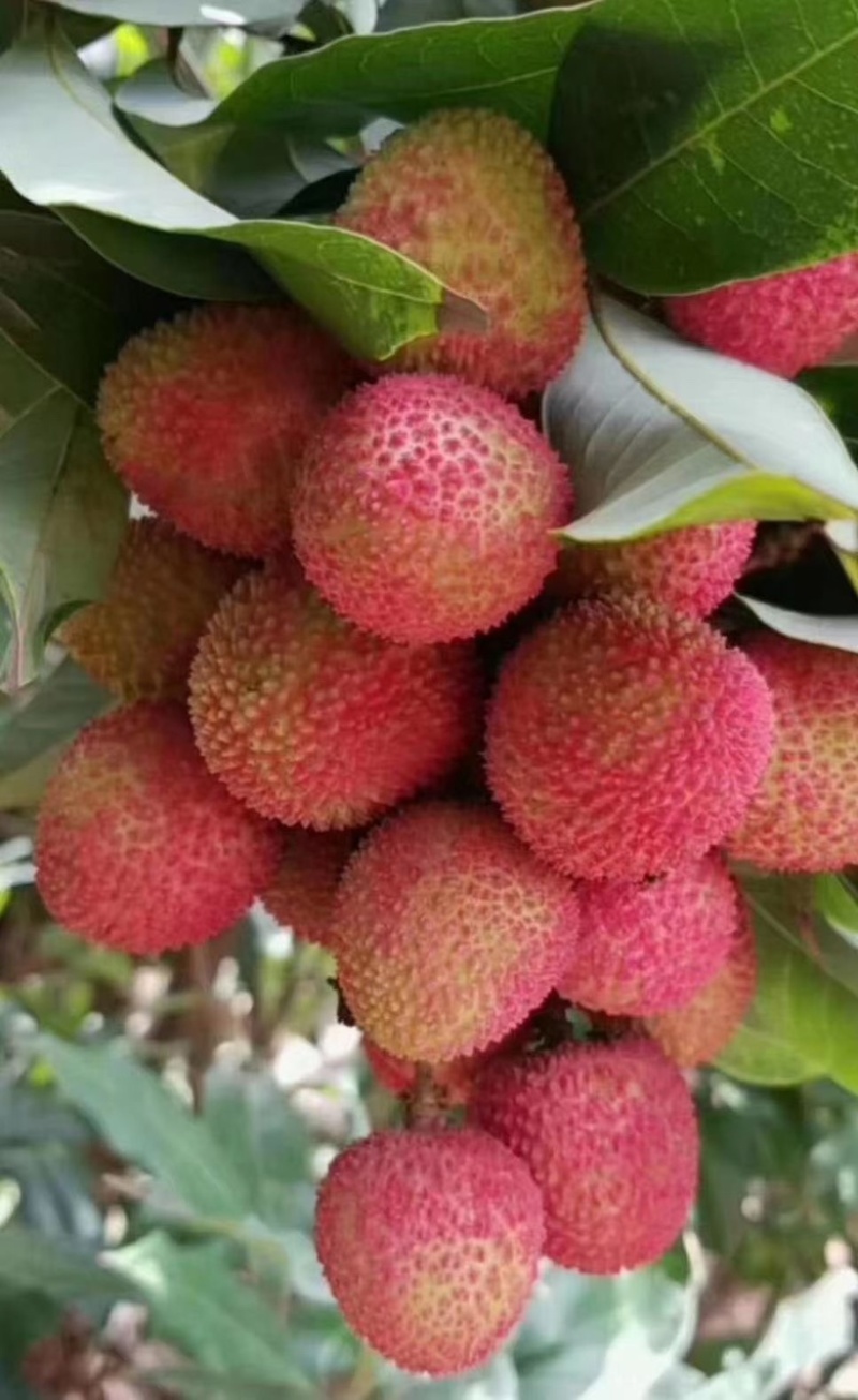 妃子笑荔枝