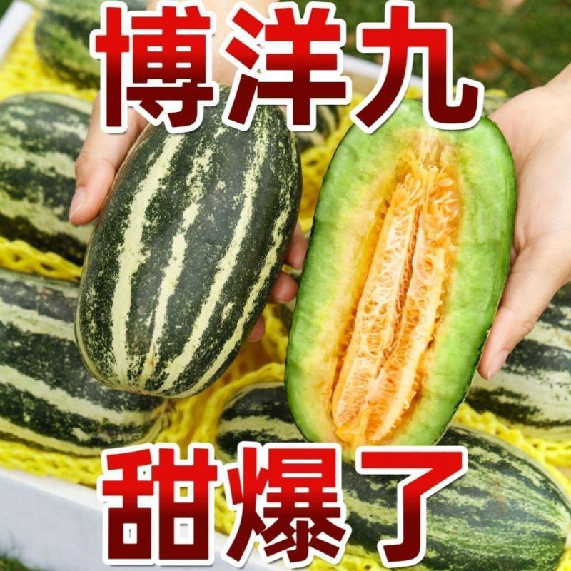 山东博洋甜瓜博洋九号九一。大量现货大量上市成熟度好现摘现