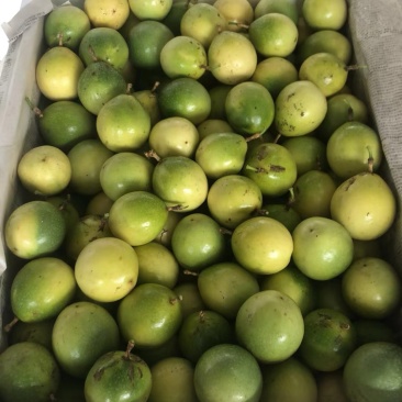 广西钦蜜9号百香果