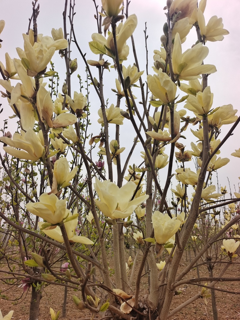 河南紫玉兰绿化苗木乔灌木
