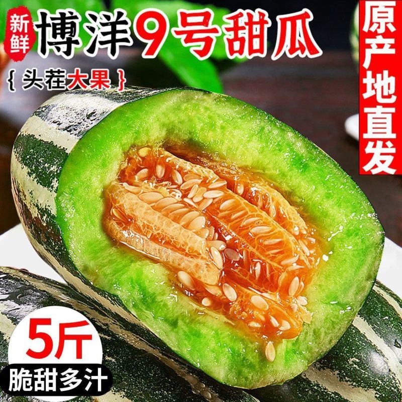费县甜瓜博洋大量上市，品种纯正。熟度好，甜度高可欢迎选购