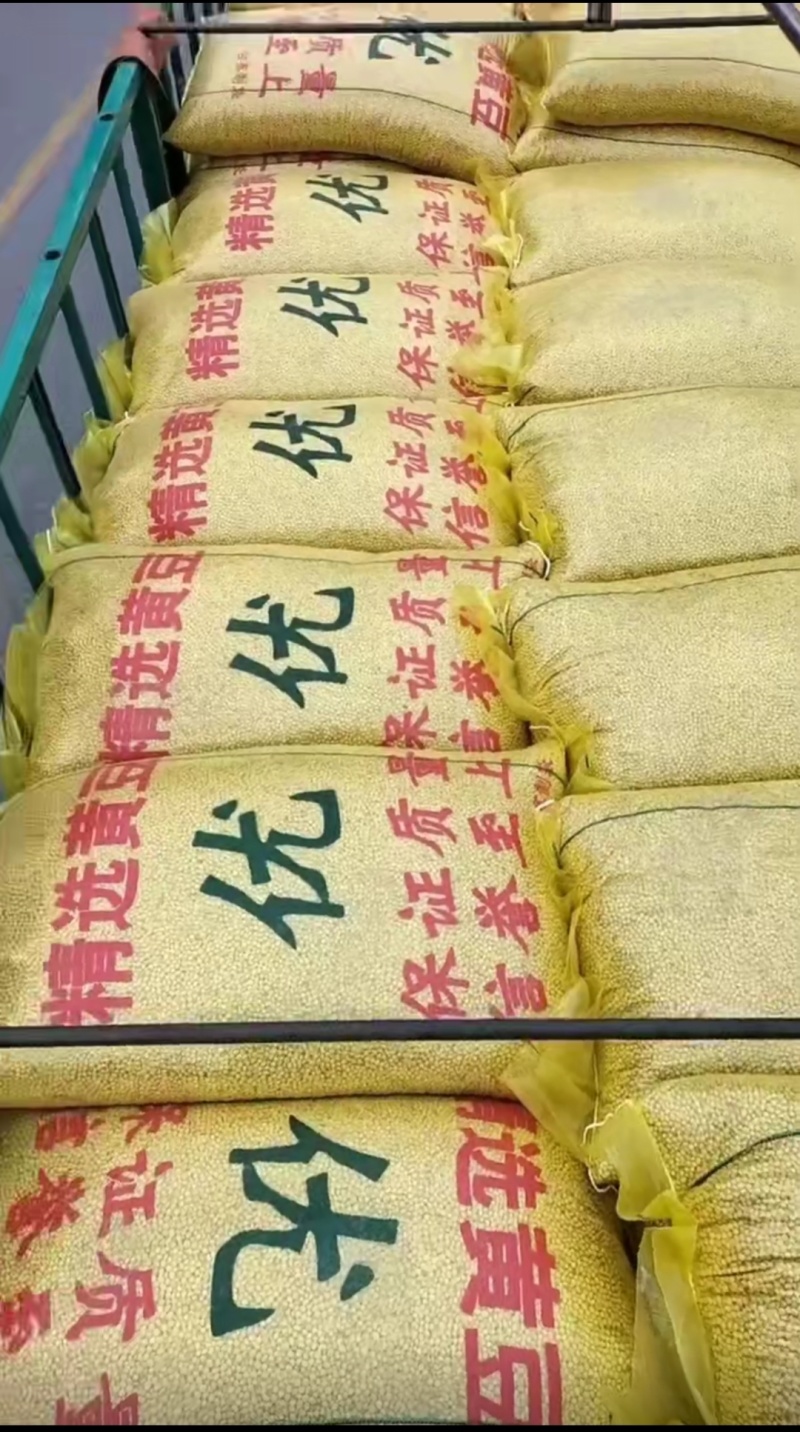 国产豆，高蛋白非转基因