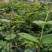 山银花青头苗