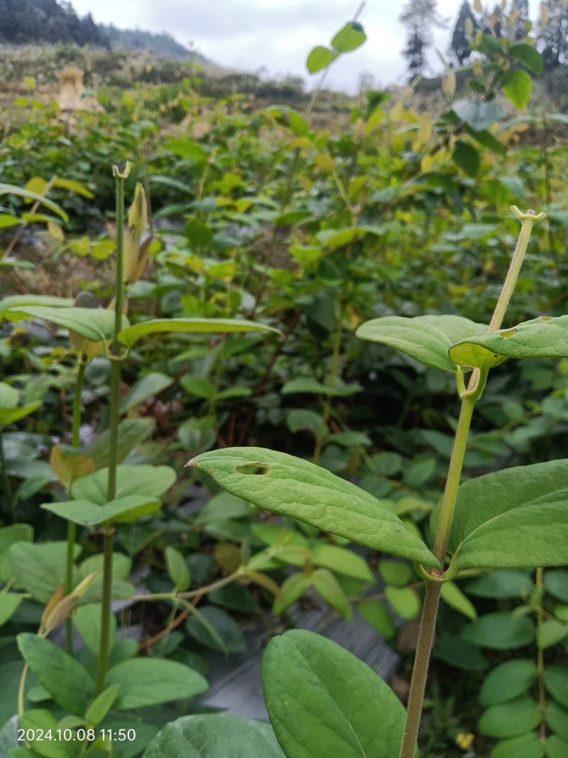 山银花青头苗