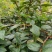 山银花青头苗
