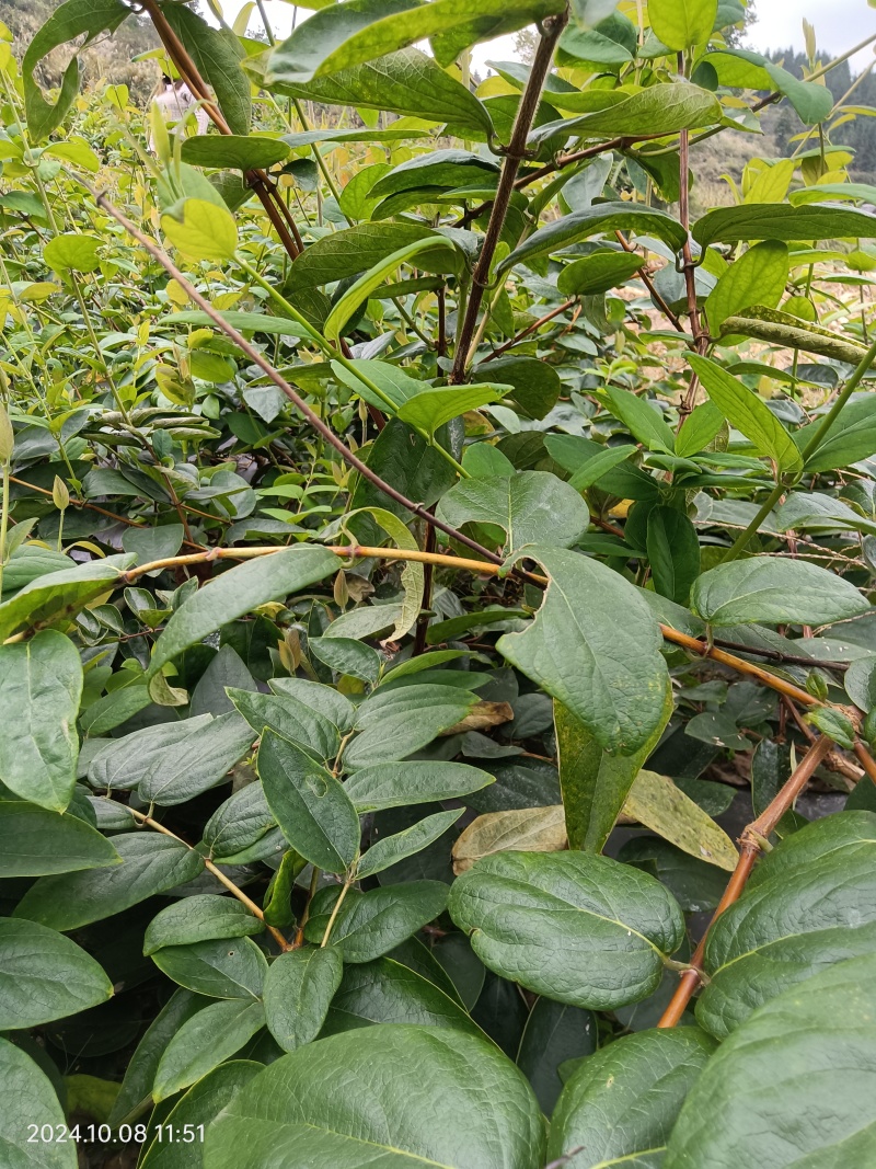 山银花青头苗