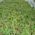 山银花青头苗