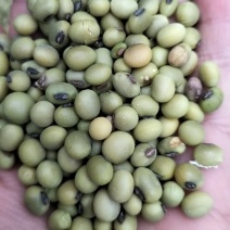 甘肃省陇南市绿黄豆