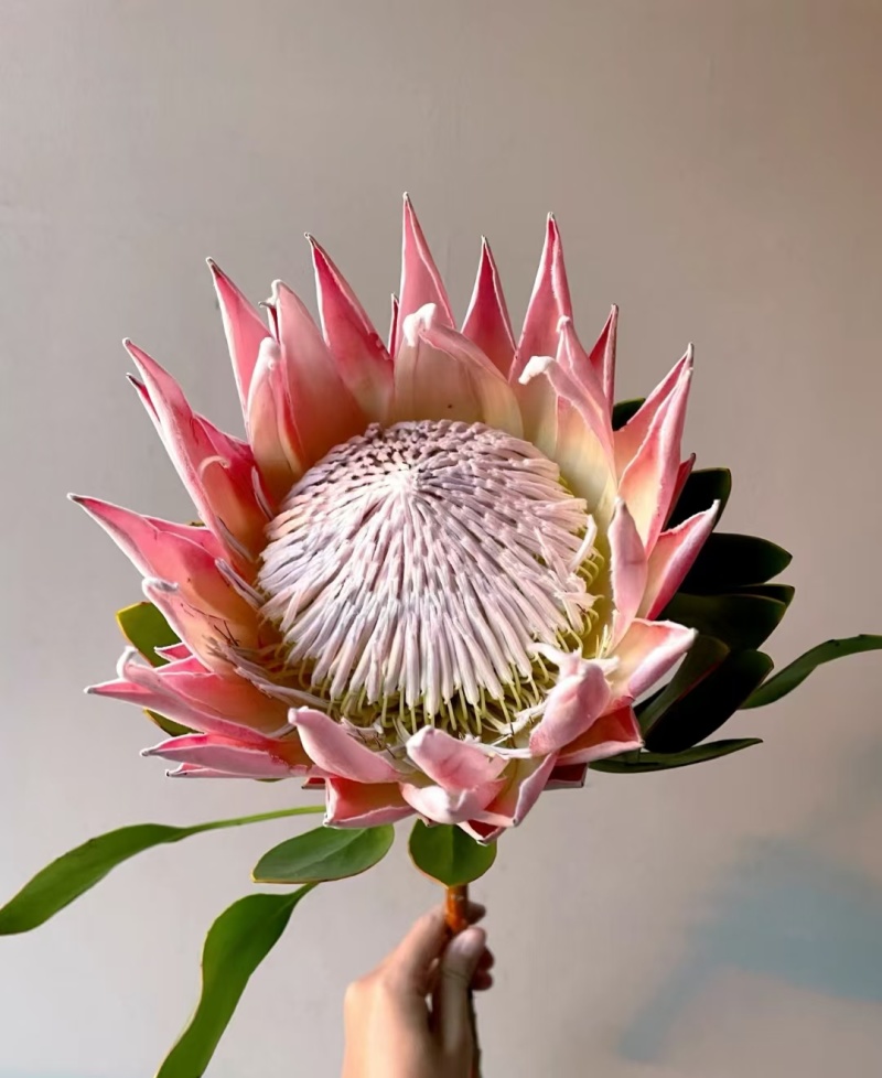 粉帝王白帝王袋苗精品苗可用于花束干花全国发货