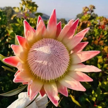 粉帝王白帝王袋苗精品苗可用于花束干花全国发货
