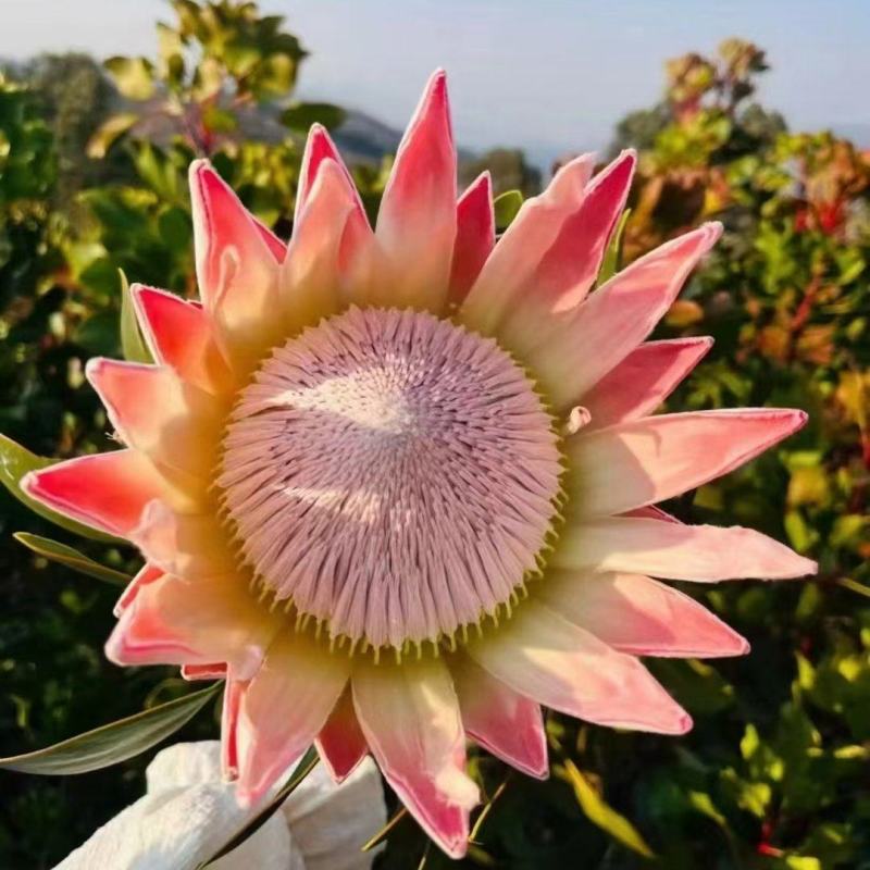粉帝王白帝王袋苗精品苗可用于花束干花全国发货