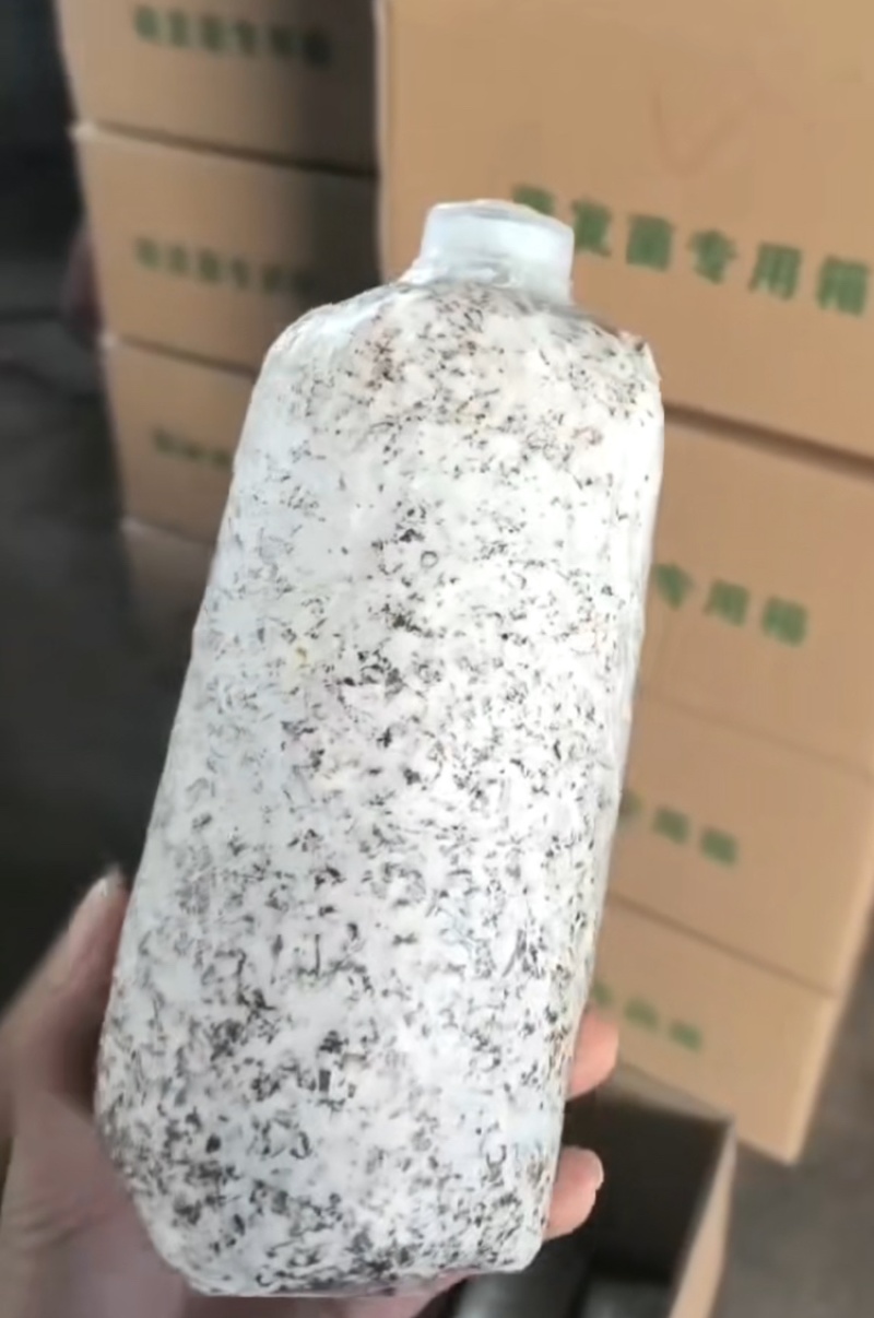 萌发菌天麻萌发菌树叶