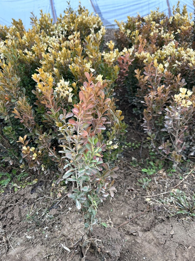 高山(小叶)黄杨营养杯苗。