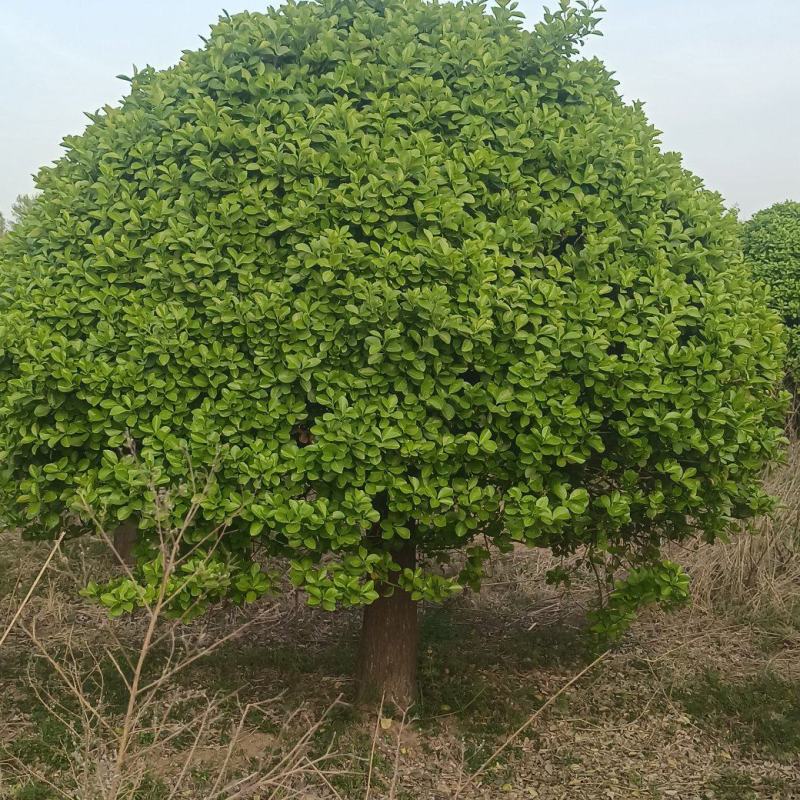 卫矛球