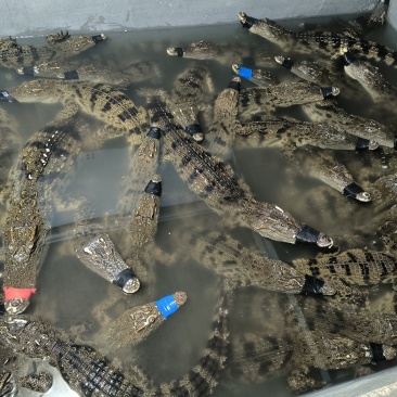 活体鳄鱼
