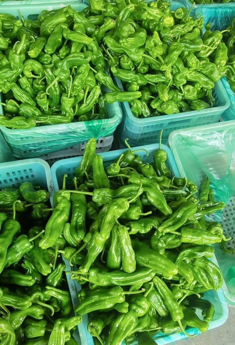 芜湖椒大量现货，找车打包打冷一条龙服务，对接全国各地客商