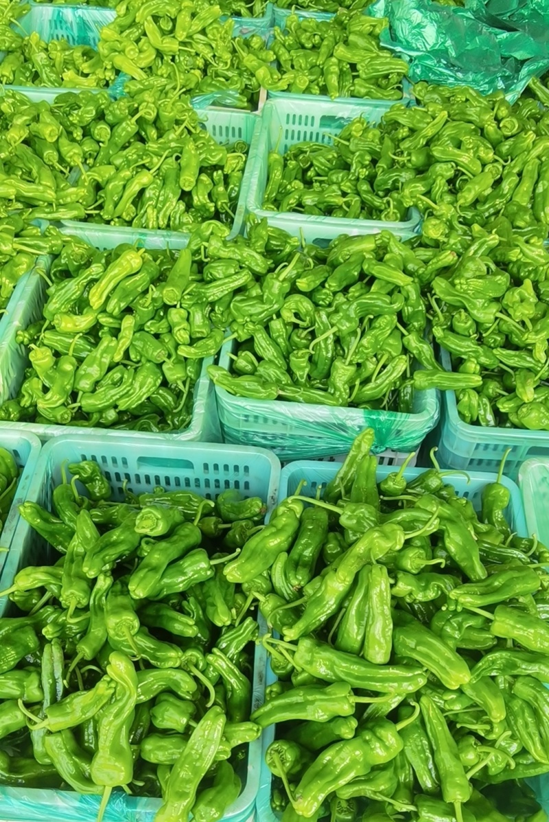 芜湖椒大量现货，找车打包打冷一条龙服务，对接全国各地客商