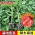 寿光蔬菜苗场大果口感番茄雅粉807酸甜度高耐裂西红柿品种