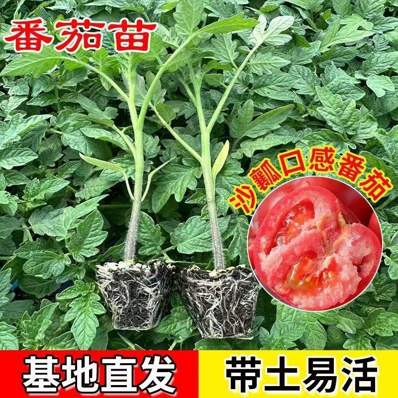 寿光蔬菜苗场大果口感番茄雅粉807酸甜度高耐裂西红柿品种