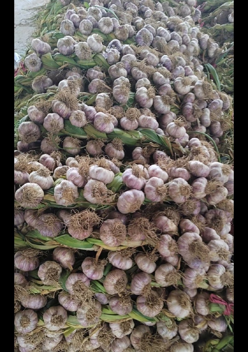 靖远县辫子蒜大量有货，靖远县天陇市场
