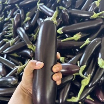 烧烤茄子专用，量大，对接全国各地，大客户小客户一视同仁！