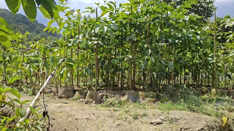 黑橄榄苗