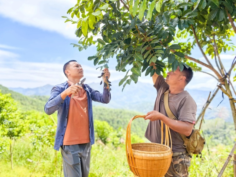 黑橄榄苗