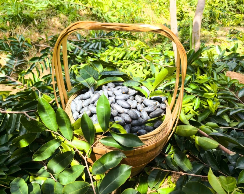 黑橄榄苗