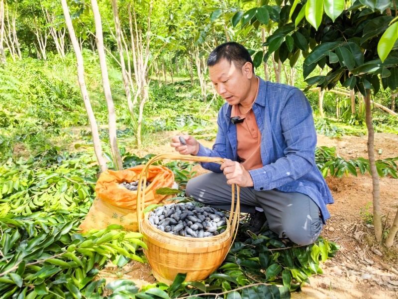 黑橄榄苗