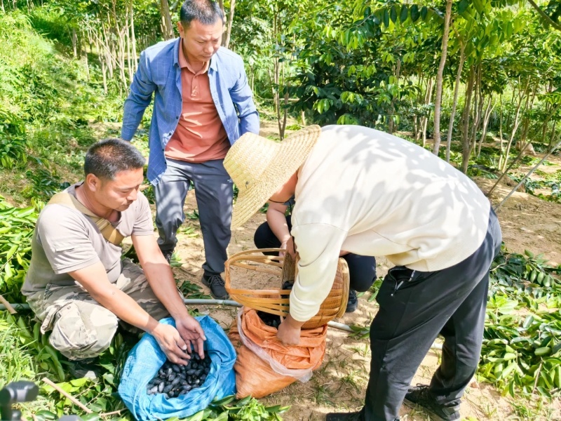 黑橄榄苗