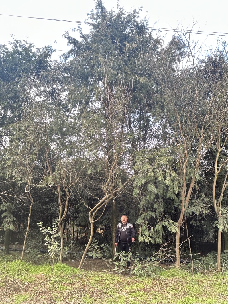 米经30公分红豆杉树，红豆杉树，粗20-40公分红豆杉树
