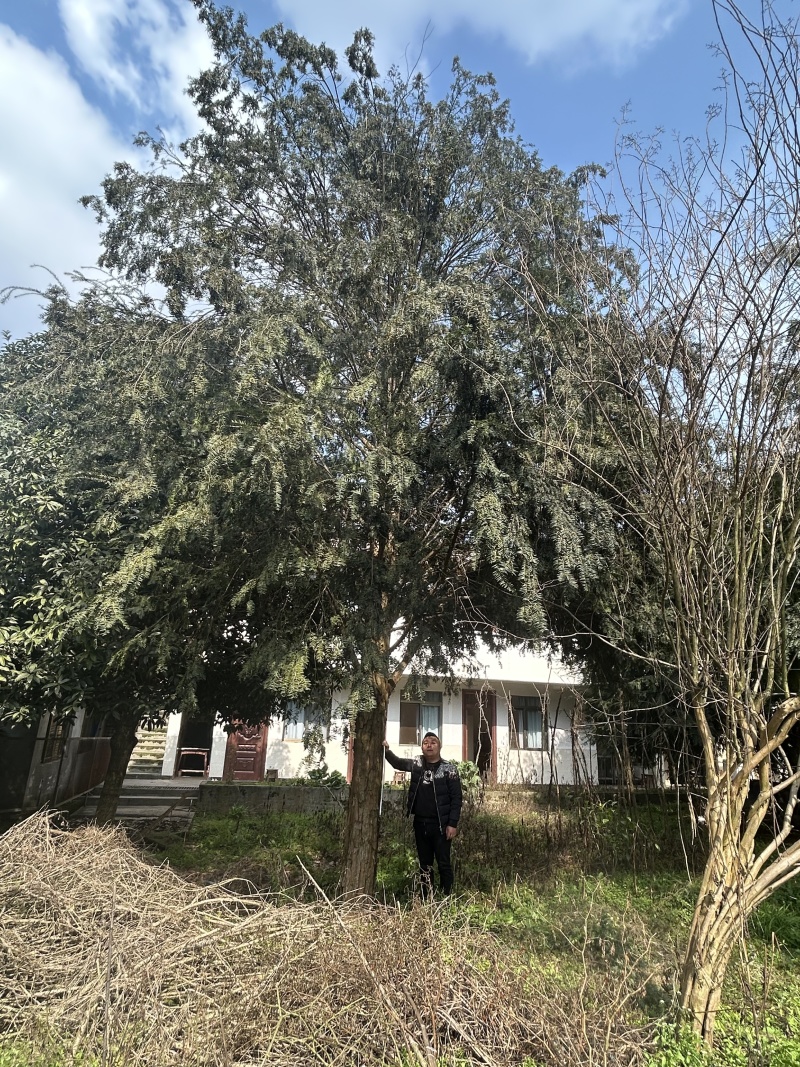 米经30公分红豆杉树，红豆杉树，粗20-40公分红豆杉树