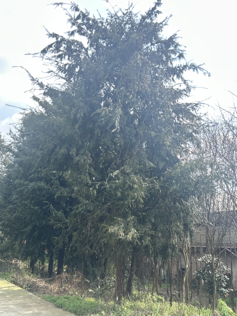 米经30公分红豆杉树，红豆杉树，粗20-40公分红豆杉树