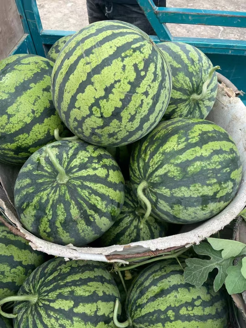 麒麟/精品无籽/美都西瓜供应链产地直接发货