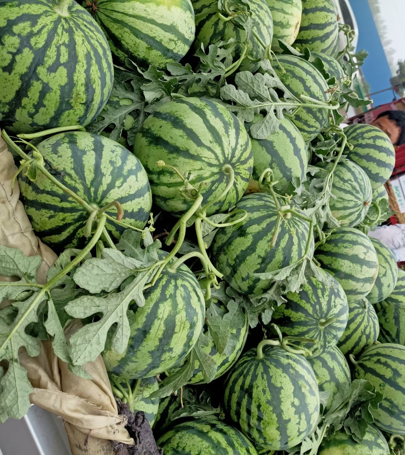 麒麟/精品无籽/美都西瓜供应链产地直接发货