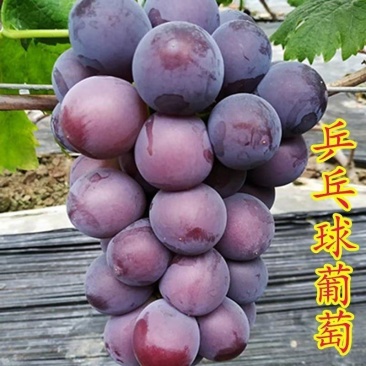 精品乒乓球葡萄藤稔葡萄，产地直发，品质保证，可视频看货