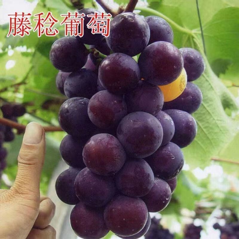 精品乒乓球葡萄藤稔葡萄，产地直发，品质保证，可视频看货