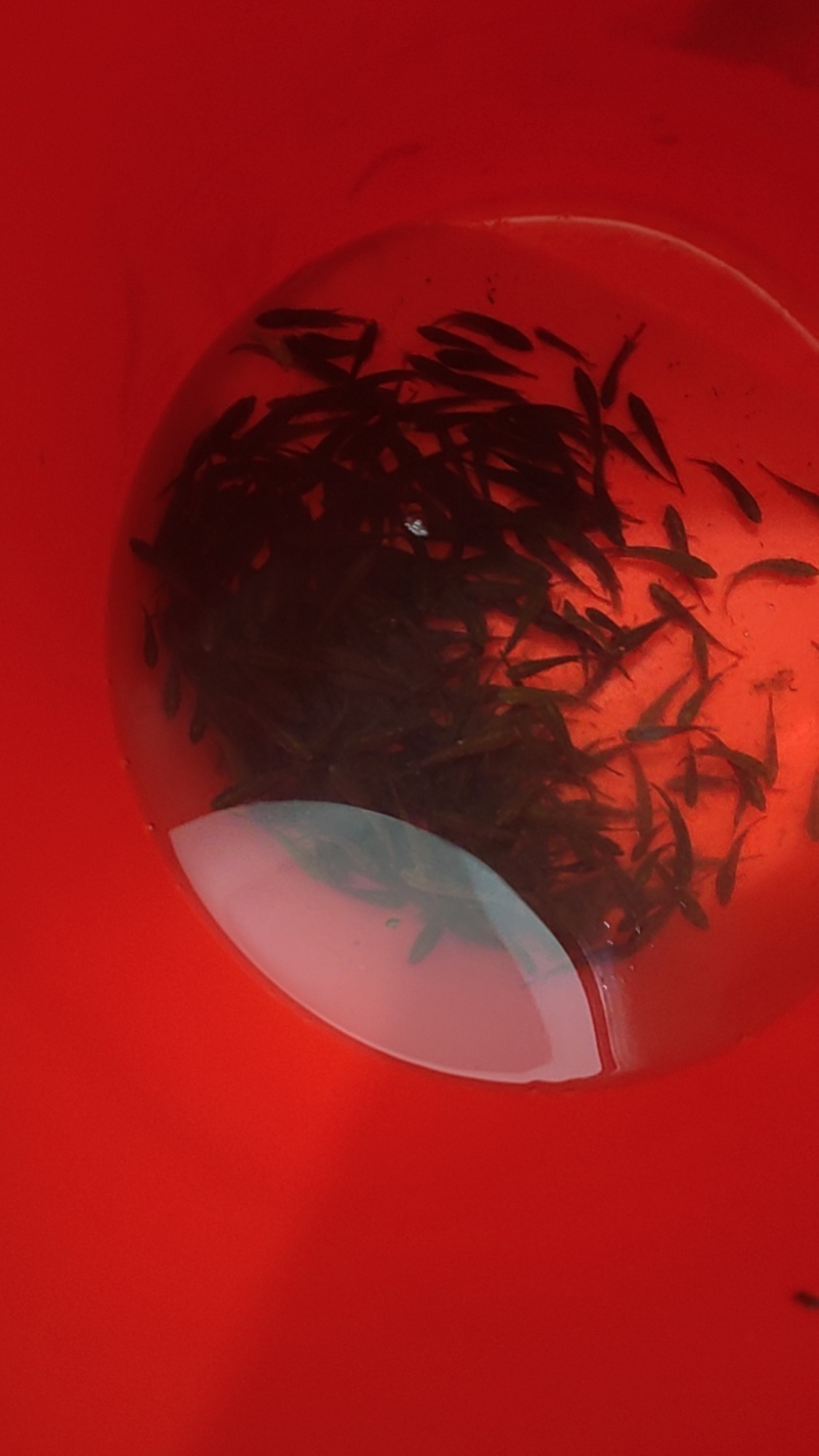 斗鱼