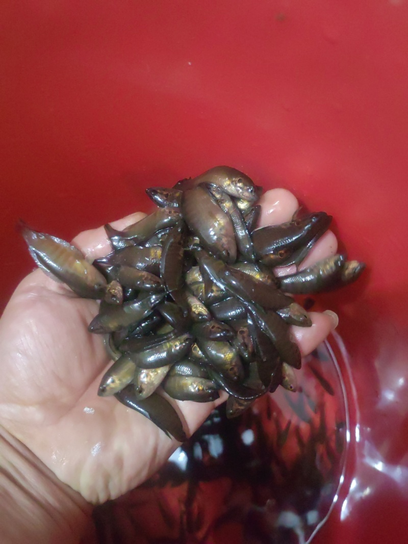 斗鱼
