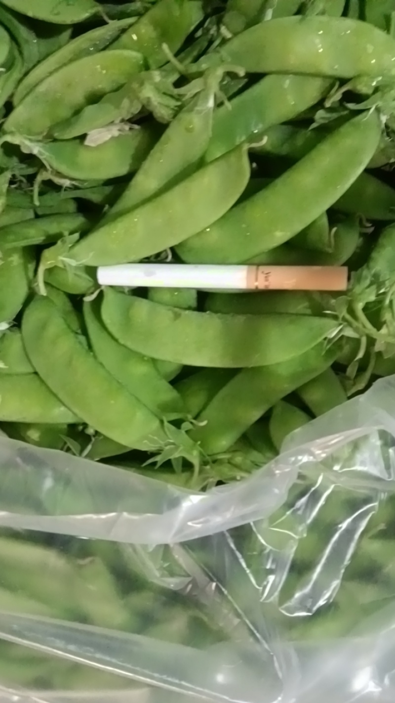 南非豆