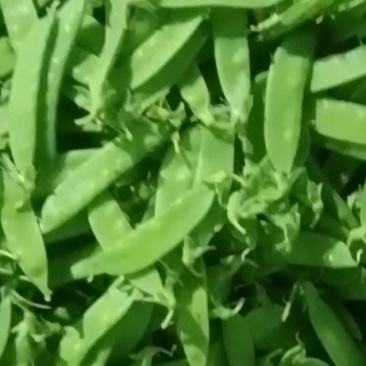 南非豆