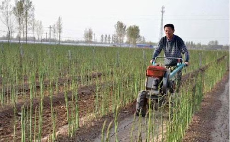 芦笋苗两年大苗根粗苗壮抗病性强成活高丰产稳产适宜四季栽培