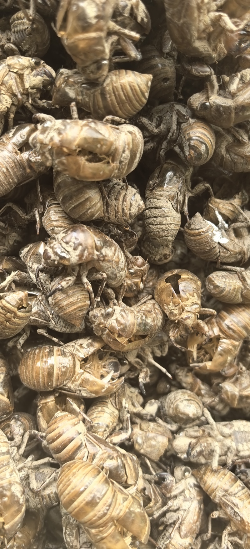 沙地大蝉蜕知了壳纯野生手抓货沙地蝉蜕