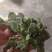 荔枝草別名蛤蟆皮草