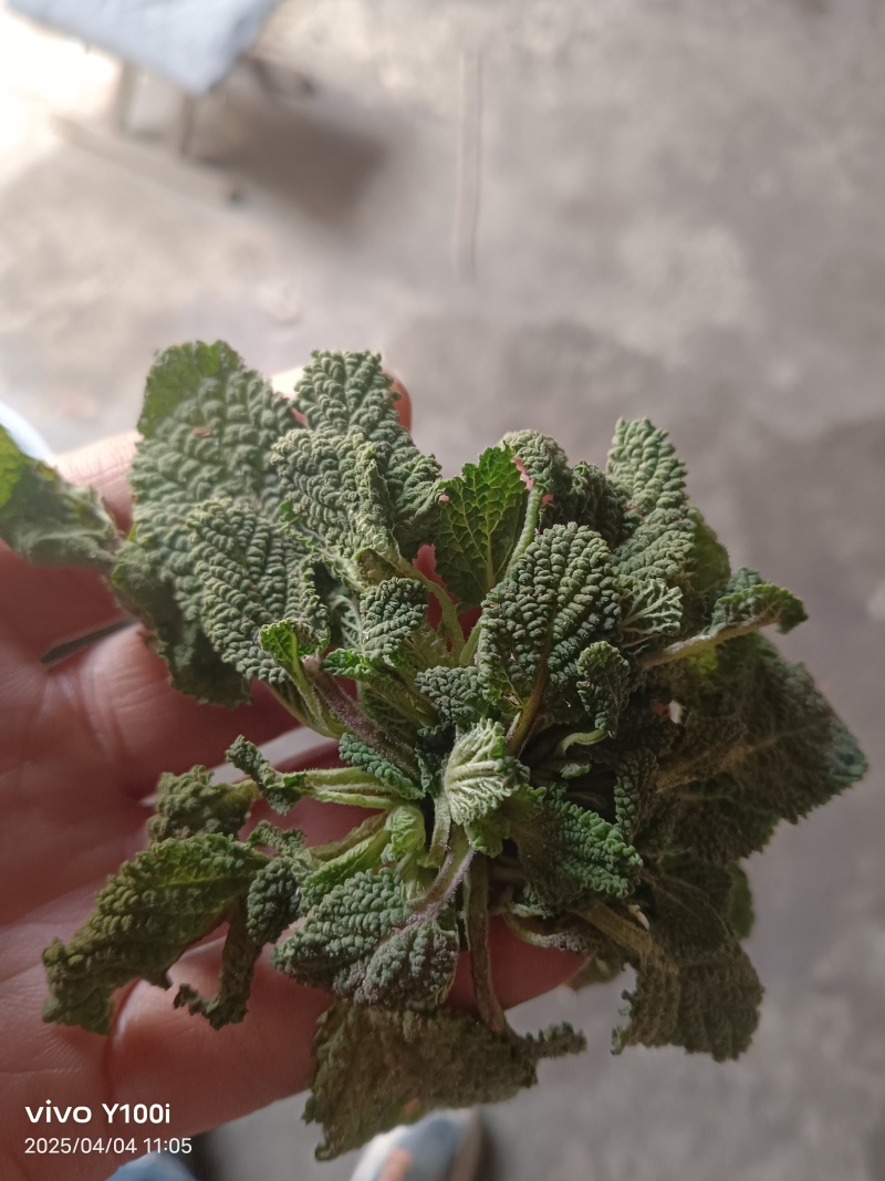荔枝草別名蛤蟆皮草
