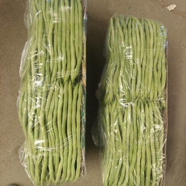 架豆王无丝豆大量上市新民产地小飞代办